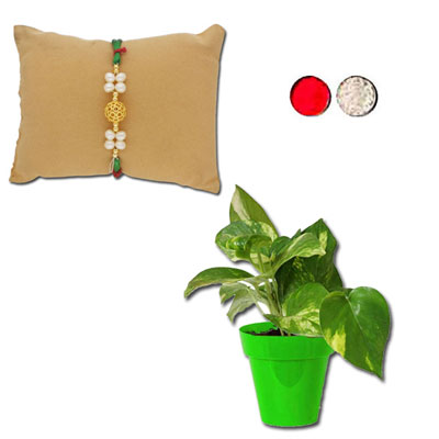 "Pearl Rakhi - JPJUN-23-040 (Single Rakhi), Money plant - Click here to View more details about this Product